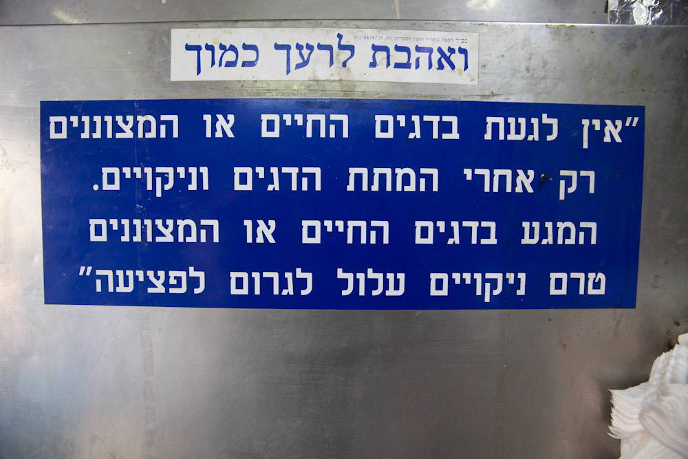 The Argi Yossi Fish Shop: A Story About Love, Loss and Fish